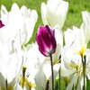 اجمل صور و خلفيات الربيع icon