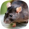 Ikon Mouse and Rat sounds