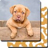 Puppy Games Kids - Cool Puppies for Cool Kids icon
