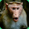 Monkey Sounds icon