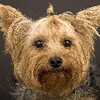 Pictogramă Yorkshire Terriers Wallpapers