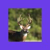 Icono de Whitetail Deer Calls