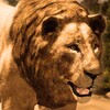 Икона Ultimate Lion Simulator