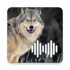 Wolf Calls icon