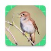 Icono de Canto Del Ruiseñor
