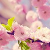 Cherry blossom Puzzle simgesi