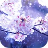 Cherry Blossoms in the Rain icon