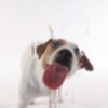 Dog Lick Screen Live Wallpaper icon