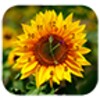 Sun Flower Clock Live Wallpaper 图标