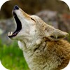 Coyote Sounds icon