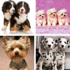 Puppy Wallpapers: HD images, Free Pics download icon