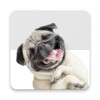 Stickers Pugs icon