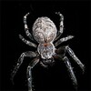 Spider Wallpapers icon