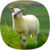 Sheep Sounds icon