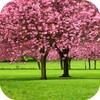 Sakura 3D icon