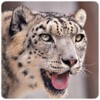 Snow Leopard Wallpapers icon