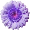 Icon von Blooming Flowers