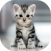 Kitten meow cat sounds icon