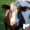 Cow Wallpapers icon