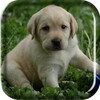 Labrador Puppy Live Wallpaper icon