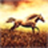 Icono de Horse Pictures Live Wallpaper