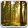 Sunny Forest Live Wallpaper icon