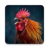 Icono de Rooster Sounds