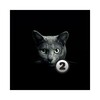 Find a cat 2 simgesi
