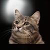 Icono de Talking Reality Cat