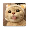 Cat Stickers | WAStickerApps icon