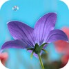 Flowers Video Wallpaper For Lock Screen icon