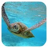 Biểu tượng Sea Turtle HD. Wallpaper