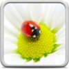 Ladybug Live Wallpaper icon