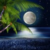 Icona di Tropical Night Live Wallpaper