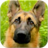 German Shepard Wallpapers icon