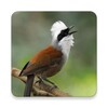 White-crested laughingthrush Sounds icon