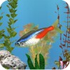 aniPet Freshwater Aquarium (free) Live Wallpaper 图标