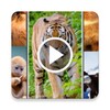 Animal Video Live Wallpaper icon