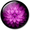 Flowers HD Live Wallpaper icon