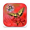 Butterfly Frames icon