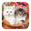بازل - صور قطط صغيرة icon