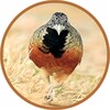 Buttonquail icon