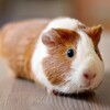 Icon von Guinea pig Wallpapers