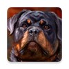 Icono de rottweiler wallpaper
