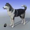 Snow Dog Simulator icon