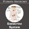 Endocrine System icon