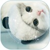Cute Kitty Cat Live Wallpaper Theme icon