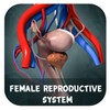 Female Reproduction system 3D icon