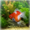 Goldfish Aquarium LWP icon