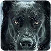  black wallpaper dark amoled background darkify HD 图标